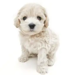 MIX（マルチーズ×トイプードル）