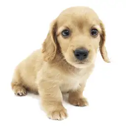 ミニチュア・ダックスフント