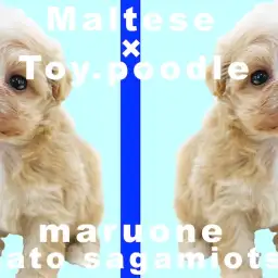 【 MIX犬 】可愛さと飼いやすさを兼ね揃えたマルプー！ユーザー目線で魅力を語る