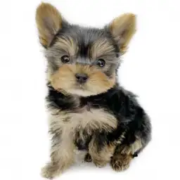 ヨークシャーテリア