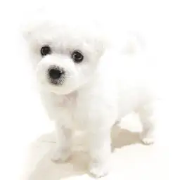 ビションフリーゼ