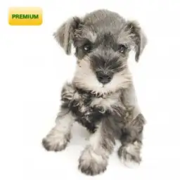 ミニチュア・シュナウザー