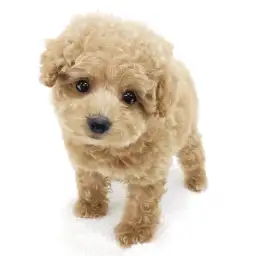 トイ・プードル