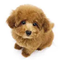 トイ・プードル