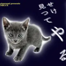 【 ロシアンブルー 】幸せを運ぶ青い被毛とグリーンの瞳の美猫が登場!