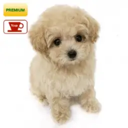 トイ・プードル