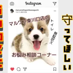 【 子犬を迎えたら 】トイレ&分離不安予防/お迎えから10日間守って頂きたいルール解説