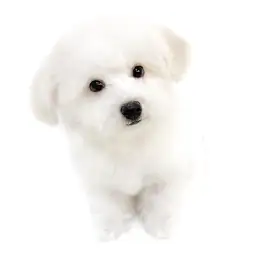 ビションフリーゼ