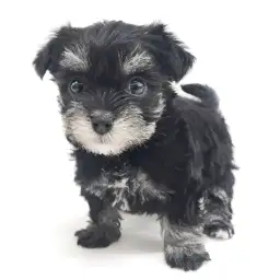 MIX（マルチーズ×ミニチュアシュナウザー）