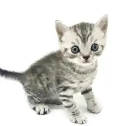 スコティッシュフォールド