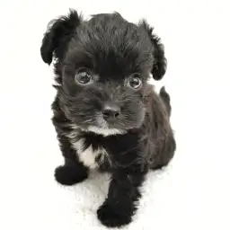 MIX（チワワ×トイプードル）