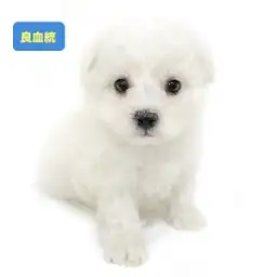 ビションフリーゼ