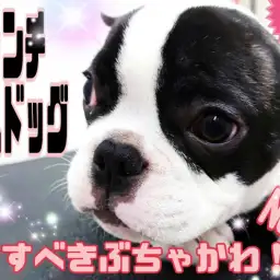 【 フレンチブルドッグ 】愛すべきぶちゃかわ!ムダ吠えなし!賢いわんこに成長中!