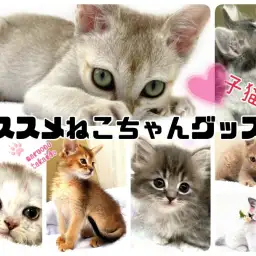 【 グッズ紹介 】プロが選ぶオススメ猫ちゃんグッズ!  子猫編!