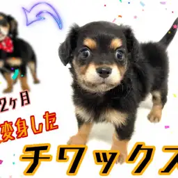 【 MIX犬 】生後4ヶ月のチワックス成長記録!2ヵ月で大変身しました!!