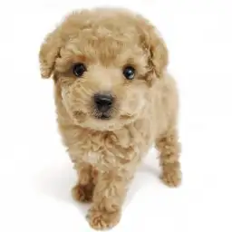 トイ・プードル