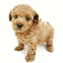 トイ・プードル