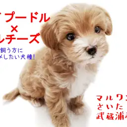 【MIX・マルプー】初めての方にマルプーちゃんがオススメな理由とは！