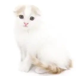 スコティッシュフォールド