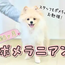 【 ポメラニアン 】生後5か月半の白たぬきポメちゃん！現在の姿を大公開！