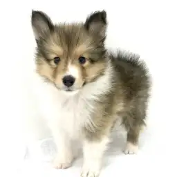 シェットランドシープドッグ