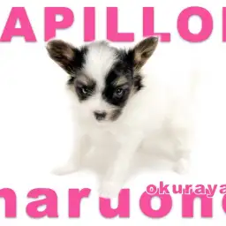 【 パピヨン 】蝶が羽を開いたような魅力的なお耳の女の子