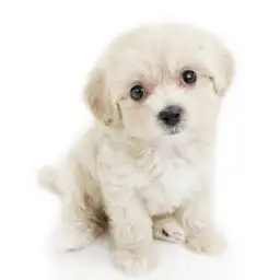 MIX（マルチーズ×トイプードル）