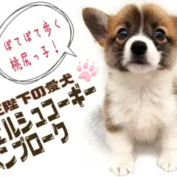 【 ウェルシュコーギーペンブローク 】女王陛下の愛犬!胴長短足は魅力がいっぱい!!
