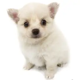 MIX（チワワ×ポメラニアン）