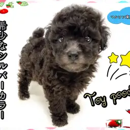 【 トイプードル 】希少なシルバーカラー!珍しさとエレガントさを求めるならこの子!!