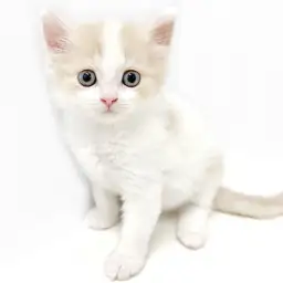 スコティッシュフォールド