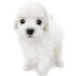 MIX（トイプードル×マルチーズ）