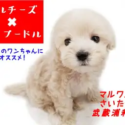 【 MIX 】マルプーとの生活を徹底紹介！初めての方にこそオススメしたい犬種！