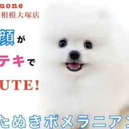 【 ポメラニアン 】検索率急上昇!大人気の白たぬきポメ!毛量&マズルがポイント!