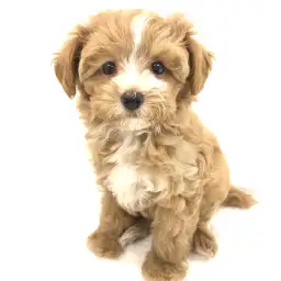 MIX（マルチーズ×トイプードル）