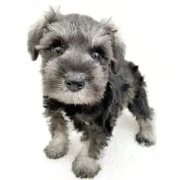 ミニチュア・シュナウザー