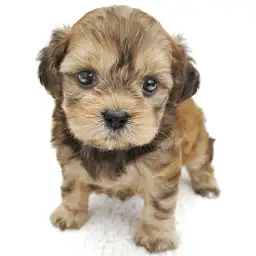 MIX（トイプードル×シーズー）