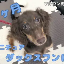 【 ミニチュアダックス 】超フレンドリー！絶対に誰とでも仲良くなれる男の子！