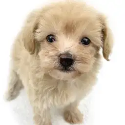 MIX（ポメラニアン×トイプードル）