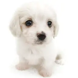 MIX（マルチーズ×ミニチュアダックスフント）