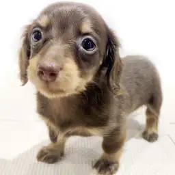 ミニチュア・ダックスフント