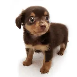 MIX（チワワ×ミニチュアダックスフント）