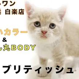 【 ブリティッシュショートヘア 】優しいクリームカラーの初心者向きの温和な性格