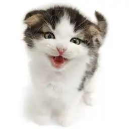 スコティッシュフォールド