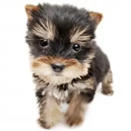 ヨークシャーテリア