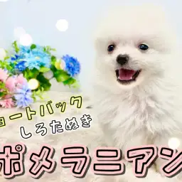 【 ポメラニアン 】クリームカラーのショートバック体型！小さめポメちゃん参上！