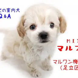 【 MIX・マルプー 】初めての室内犬Q&A!マルプーライフをまるっとご紹介!!