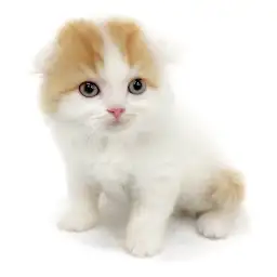 スコティッシュフォールド