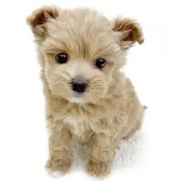 MIX（マルチーズ×トイプードル）