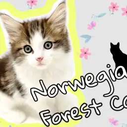 【 ノルウェージャンフォレストキャット 】東川口店のアイドル!大型にゃんこ登場!!